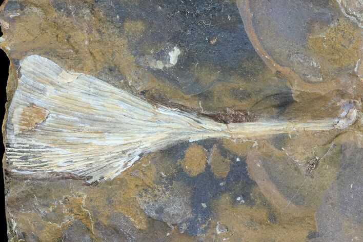Fossil Ginkgo Leaf From North Dakota - Paleocene #81223